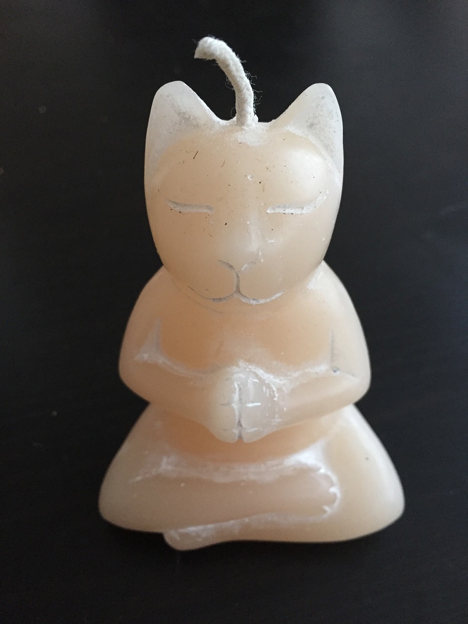 gatto